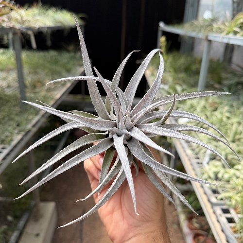 Chiapensis