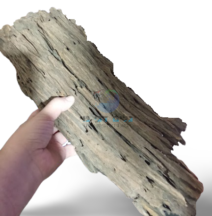 גזעי טרמיטים גדולים 30-60 ס"מ - 1 ק"ג