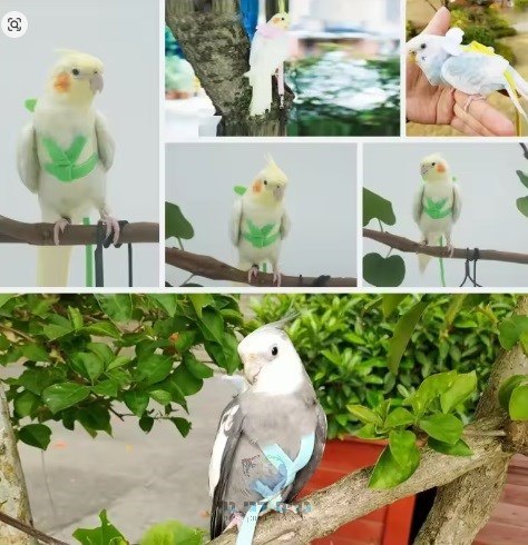 רצועה ורתמה עם כנפיים קטנות לתוכי / מכרסם קטן