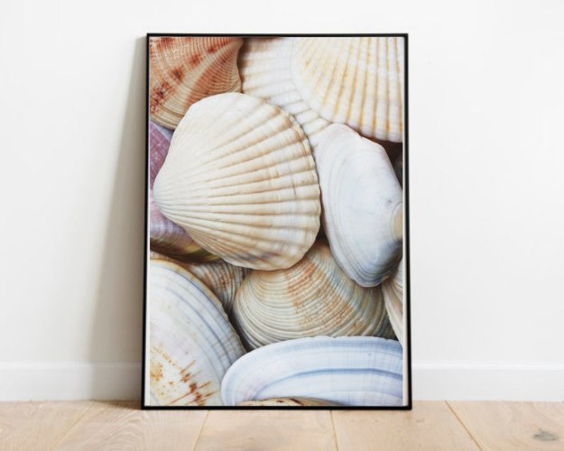 תמונת קנבס צילום תקריב של צדפות "Seashells" |בודדת או לשילוב בקיר גלריה | תמונות באווירת חוף וים