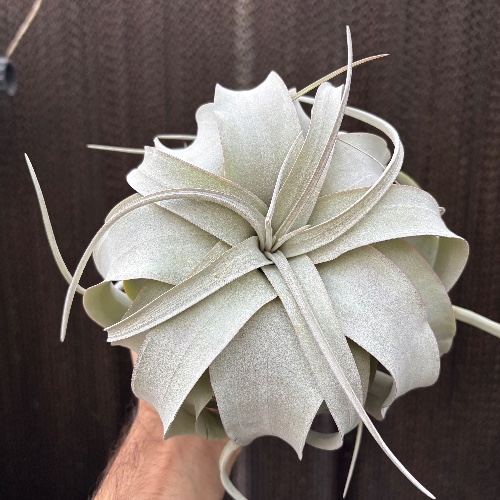 Xerographica xL