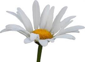 Daisies