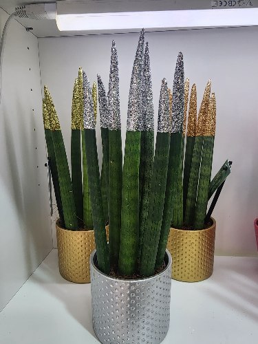 סנסיווריה נוצץ כסף