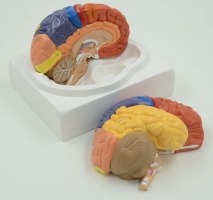 בהזמנה מראש: דגם אנטומי 612 - מוח אנושי צבעוני בגודל טבעי, 2 חלקים