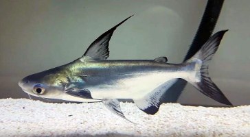 כריש פארון (טורף) 10-12 ס"מ