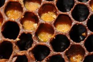 שעוות דבורים טהורה - 100 גרם
