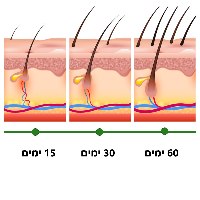 ערכת טיפול טבעית לעידוד צמיחת שיער ומניעת נשירה הכוללת שמן רוזמרין ורולר מיקרו מחטים מבית EELHOE
