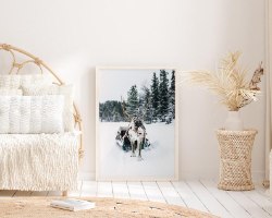 תמונת קנבס הדפס של אייל הצפון גורר מזחלת "caribou" |בודדת או לשילוב בקיר גלריה | תמונות לבית ולמשרד