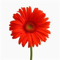 Gerbera
