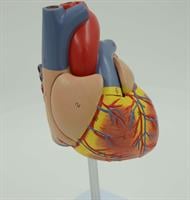 דגם אנטומי של לב