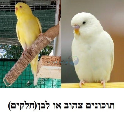 תוכונים לבנים/צהובים חלקים (חצי אנגלים)