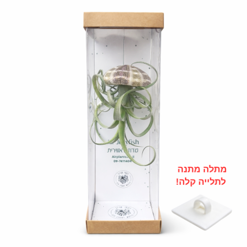 מדוזה קרלי