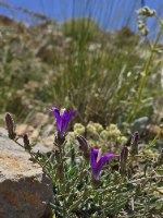 החרמון – חי, צומח ופרפרים עם נועם קירנשבאום - עולם אחר בישראל