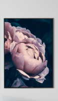 זוג תמונות קנבס ורדים בגוון ורוד מעושן על רקע שחור "Smoky Rose" | תמונות לבית