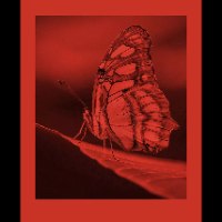 FOMAPASTEL MG 171 (RED) SEMI MAT 20x25cm 10 sheets  נייר להדפסה אנלוגית שחור לבן בסיס FB צבוע אדום