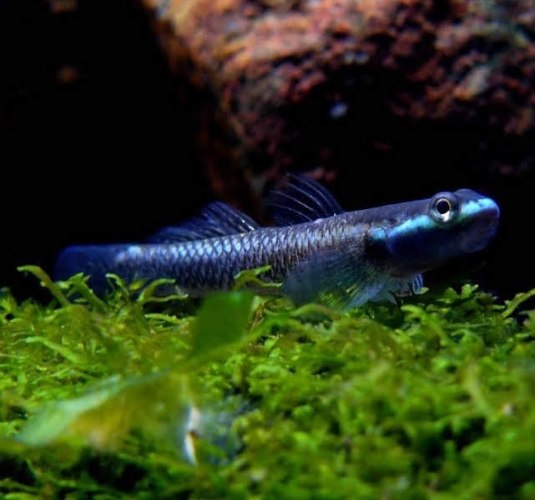 גובי בלו נאון 4-5 ס"מ