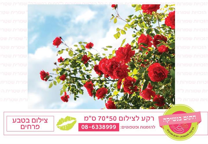 צילום בטבע פרחים