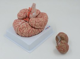 בהזמנה מראש: דגם אנטומי 611 - מוח אנושי בגודל מלא, 9 חלקים