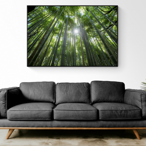"יער הבמבוקים" הדפס תצלום טבע של עצי במבוק מזווית כלפי השמש מודפס על בד קנבס מתוח ומוכן לתליה
