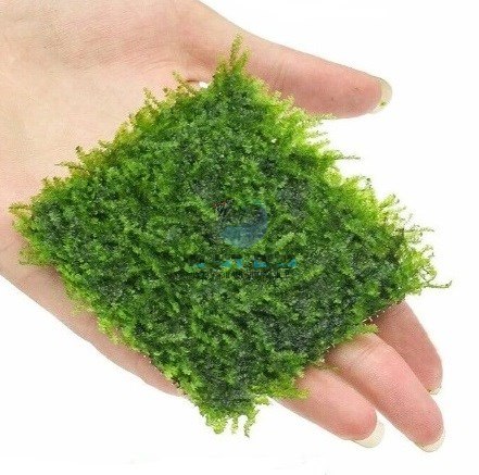 פלטת ג'אווה מוס JAVA MOSS