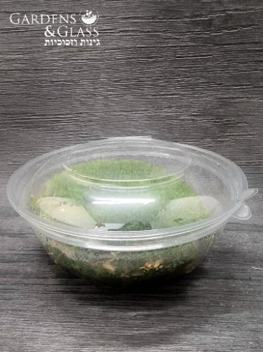 מוס כדורי קופסה2