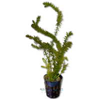אלודיאה דנסה ELODEA DENSA