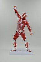 בהזמנה מראש: דגם אנטומי 341 -  גוף האדם: מערכת השרירים