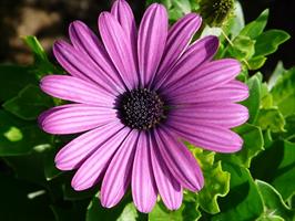 Gerbera