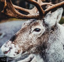 תמונת קנבס הדפס אייל הצפון  "Reindeer"  |בודדת או לשילוב בקיר גלריה | תמונות לבית ולמשרד