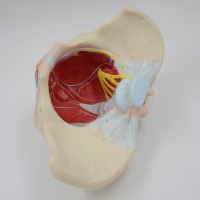 רצפת האגן הנשית מודל 590 - דגם מפורט ללא איברים פנימיים