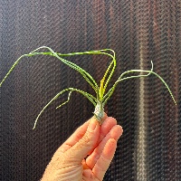 Bulbosa