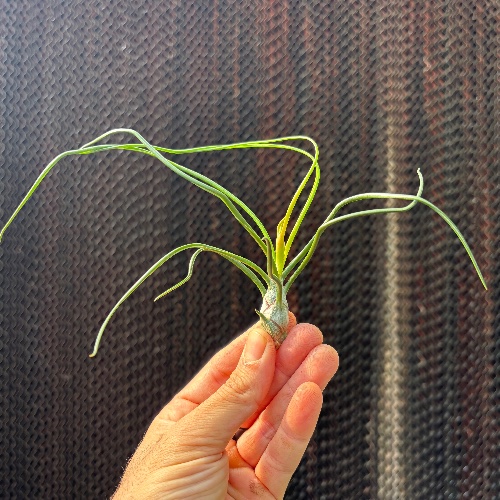Bulbosa