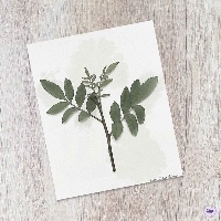 Botanical Leafs Wall Art