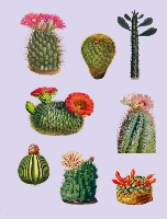 ספר מדבקות Things sticker book