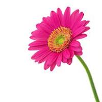 Gerbera