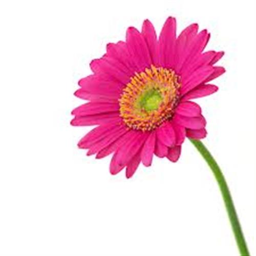 Gerbera