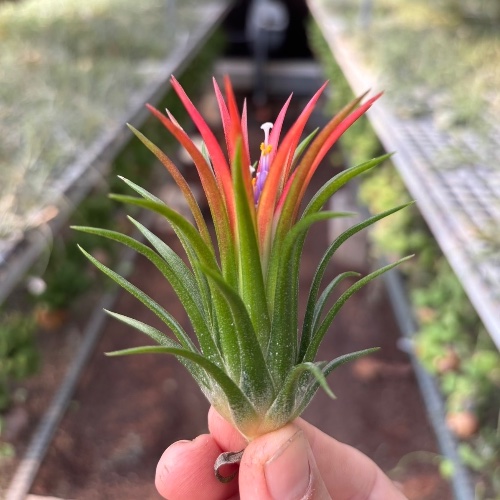 Ionantha Fuego