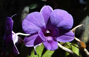 Orchidaceae