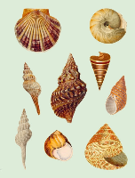 ספר מדבקות Things sticker book