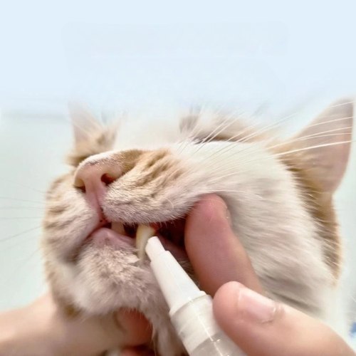 עט חדשני לניקוי והלבנת שיניים לחיות המחמד  - DentalPet