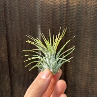 Ionantha