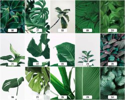 קולקציית "All Botanic" - מקבץ של כל הקוקלציה הבוטנית | הדפסי צילומים אומנותיים וייחודיים של צמחים