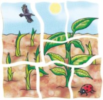 פאזל בננה מעץ 5 ב 1 עם 30 חלקים  17049 BELEDUC