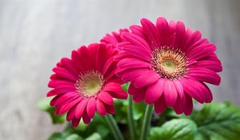 Gerbera