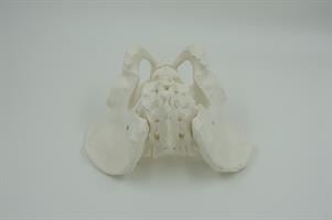 דגם אנטומי - עצמות האגן הגברי
