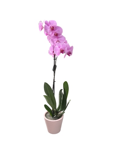 סחלב ענף אחד בתוך כלי קרמיקה מקט344