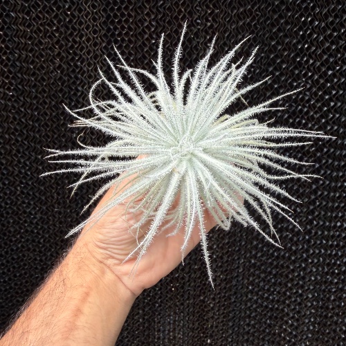 Tectorum Snow L