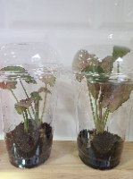 סינגוניום וורוד כוס 4