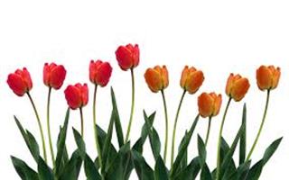 Tulip