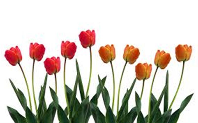 Tulip